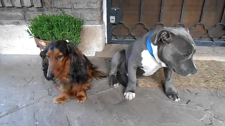 La culpa de un pitbull que delató su travesura