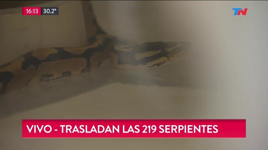 Las serpientes secuestradas en Buenos Aires