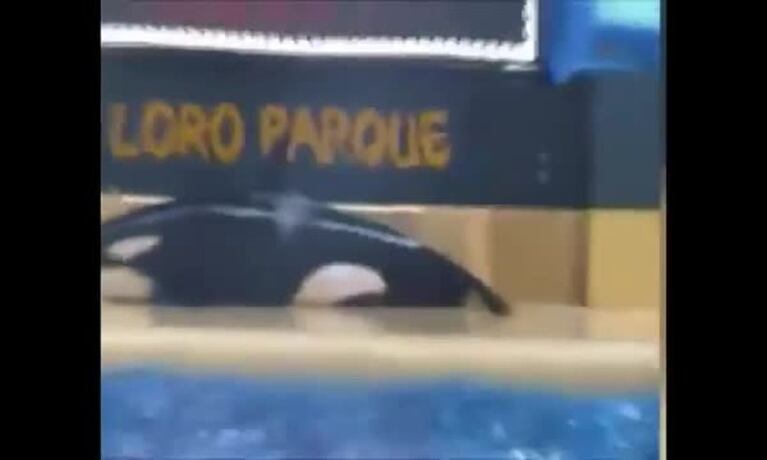 Video Placeholder