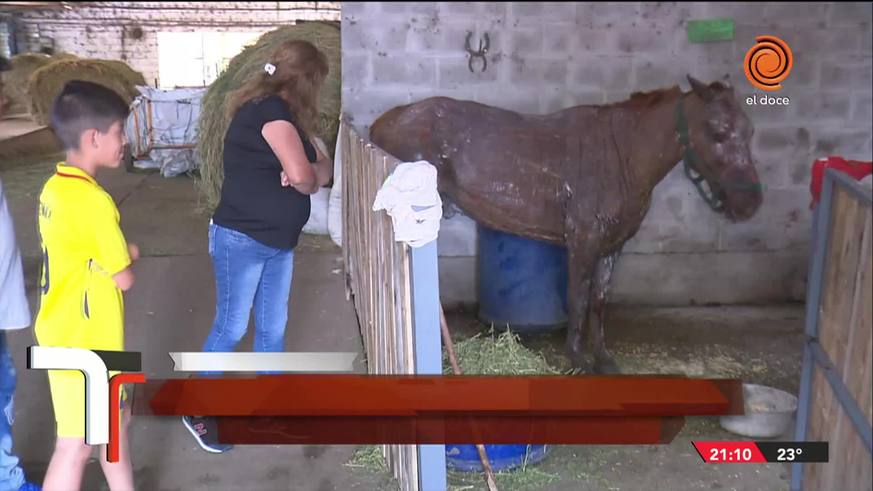 Pancho, el caballo quemado en un incendio, lucha por su vida