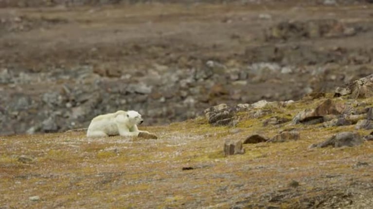 Un oso polar desnutrido por el impacto global