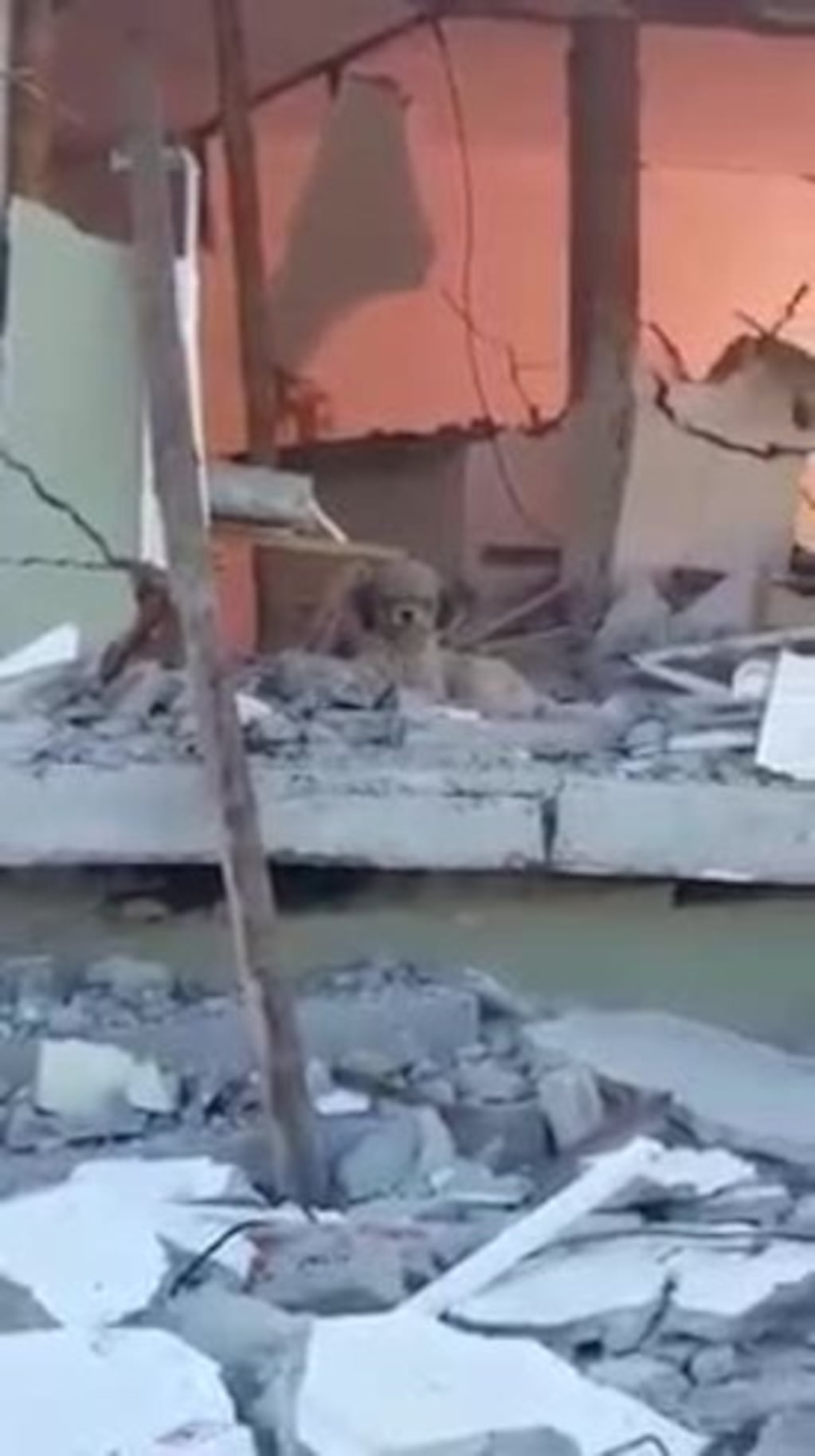 Ecuador: un perro espera a su amo muerto en el terremoto