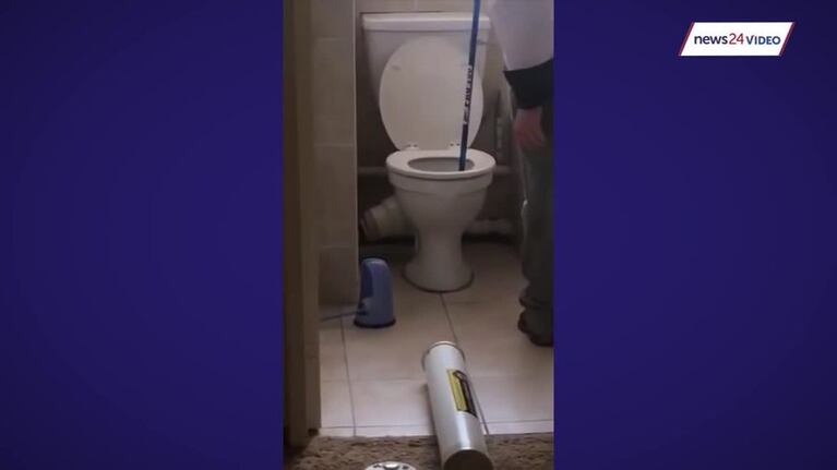 Sacaron una cobra gigante del inodoro