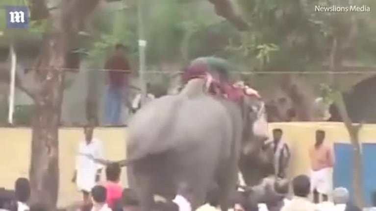 El ataque de furia de un elefante