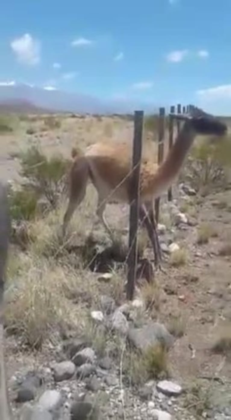 Un ciclista salvó a un guanaco atrapado 