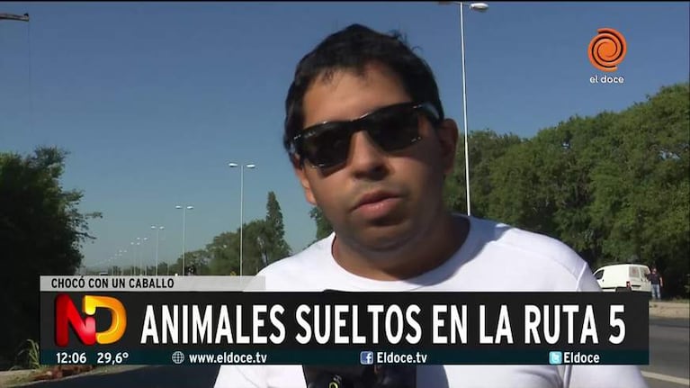 Animales sueltos en la ruta provocaron un accidente