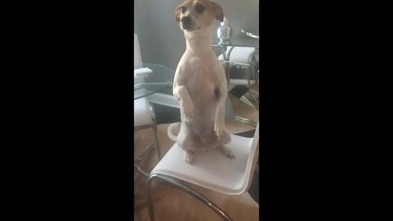 Ralfi, el perro que superó el Mannequin Challenge