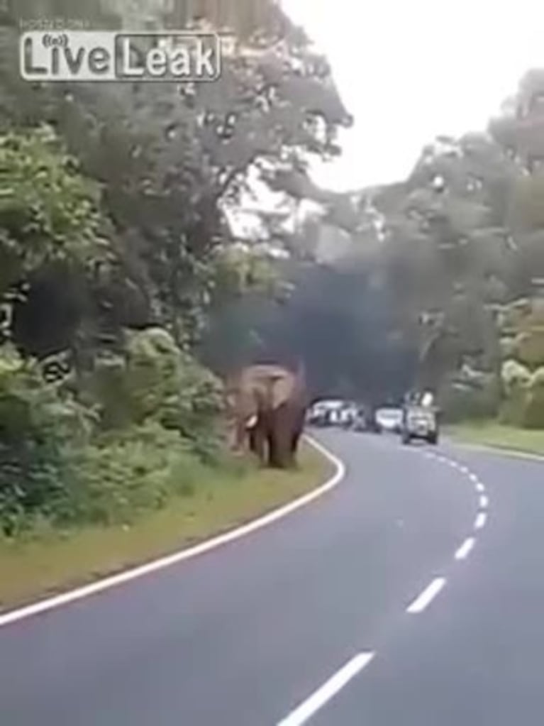 Murió aplastado por un elefante