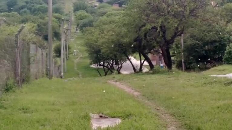 ¿Por qué hay tantas mariposas blancas en Córdoba?