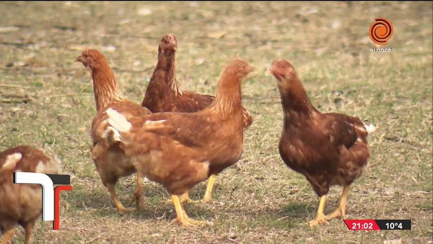 Mirada Telenoche: gallinas con más espacio