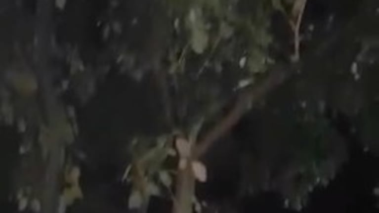 Ratas danzando en la plaza San Martín