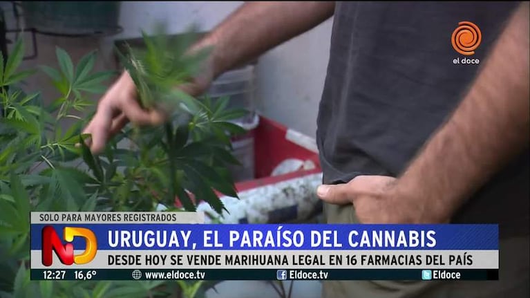 Empiezan a vender marihuana en farmacias