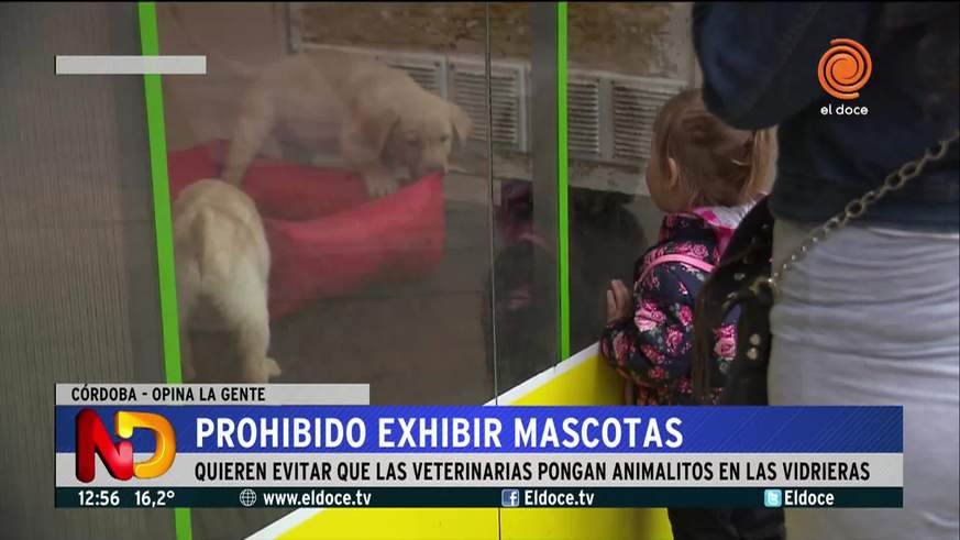 Buscan prohibir la exposición de mascotas en vidrieras