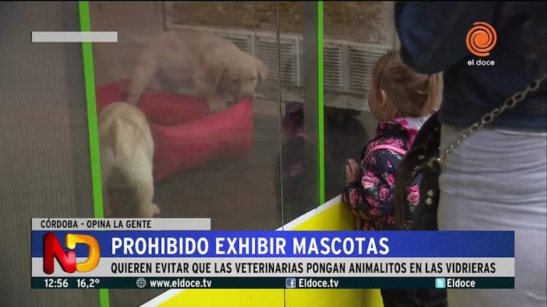 Buscan prohibir la exposición de mascotas en vidrieras