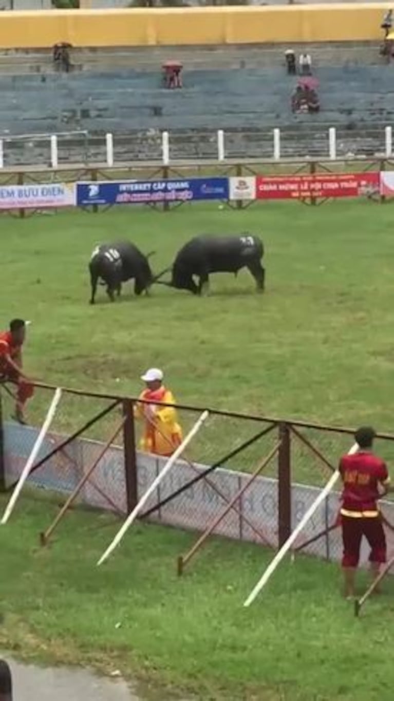 Un búfalo dejó de luchar y mató a su dueño