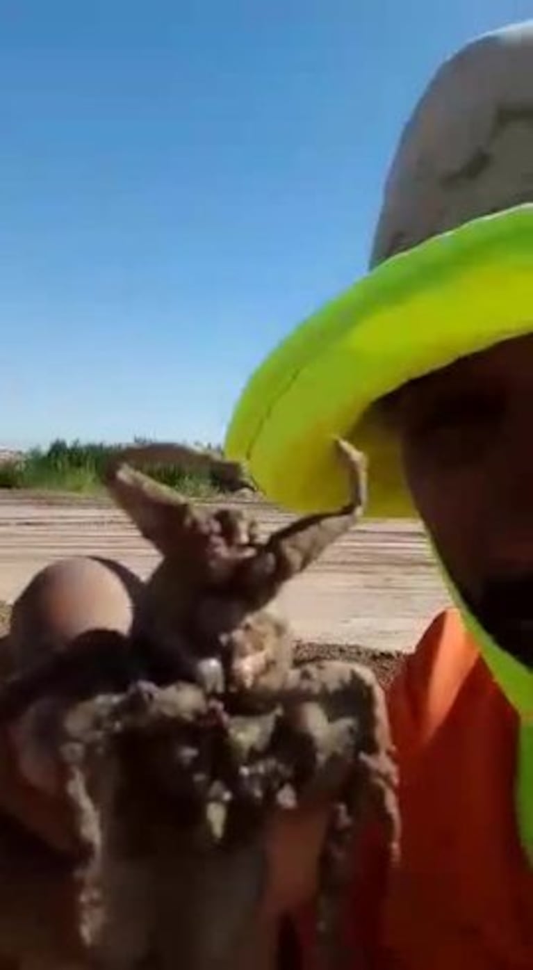 El sorprendente insecto en Córdoba