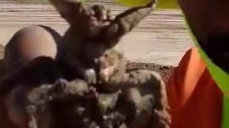 El sorprendente insecto en Córdoba
