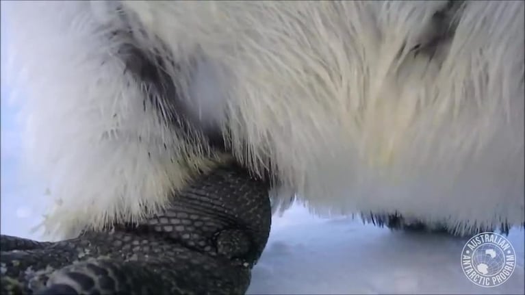 La selfie de dos curiosos pingüinos en la Antártida