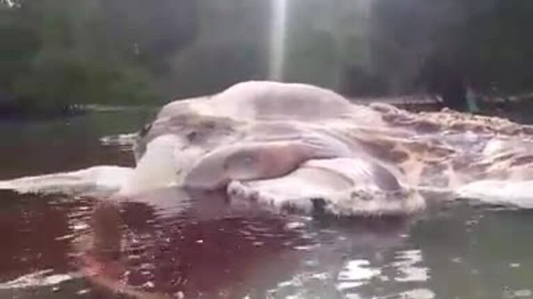 Encontraron una gigantesca criatura marina