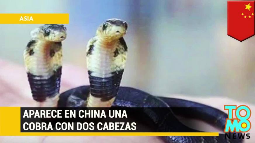  La extraña cobra de dos cabezas