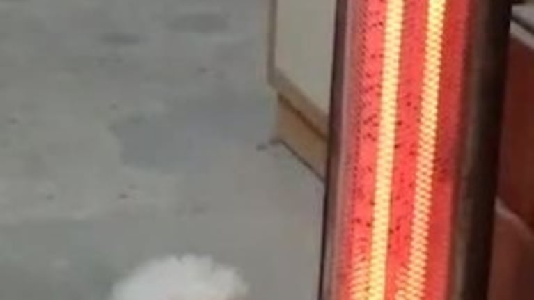 Un caniche se duerme al lado de una estufa