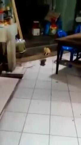 El video del gato que mira la pelea de los ratones