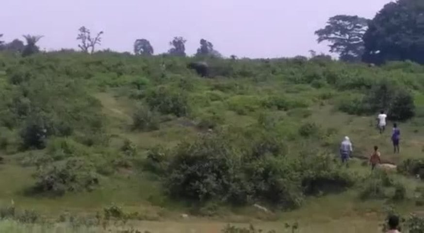 Quiso sacarse una selfie con un elefante  y  murió