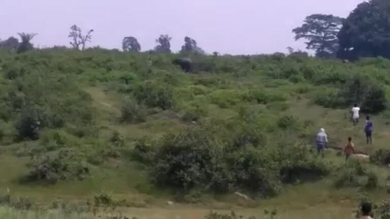 Quiso sacarse una selfie con un elefante y murió