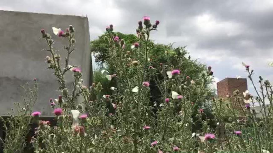 Inavasión de mariposas blancas
