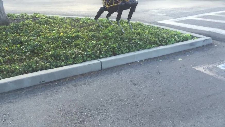 Perro vs. máquina