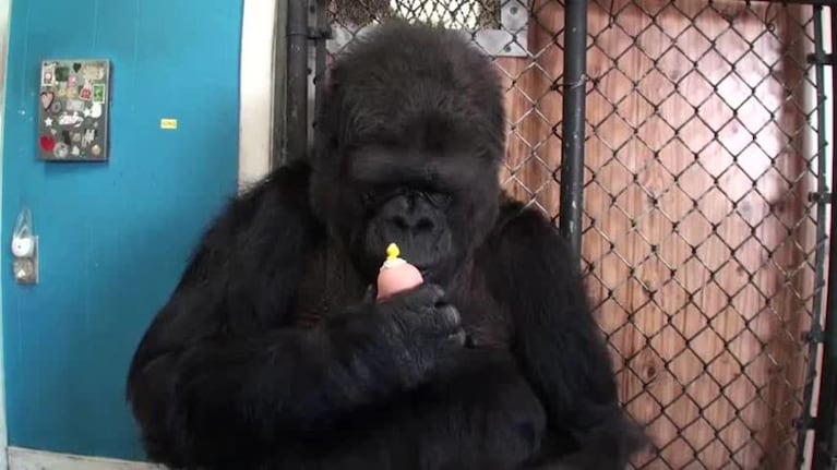 Amor animal: el gorila que adoptó gatitos