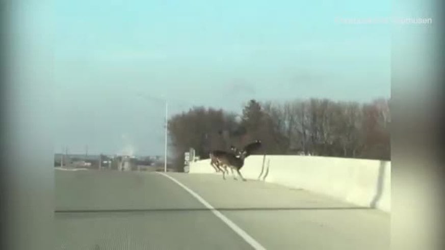 Ciervos saltaron de un puente y murieron