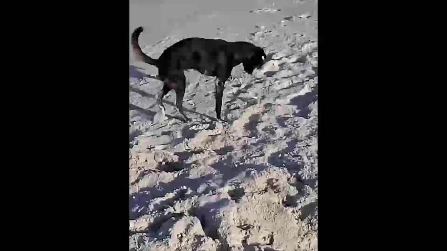 El juego de un perro con un cangrejo
