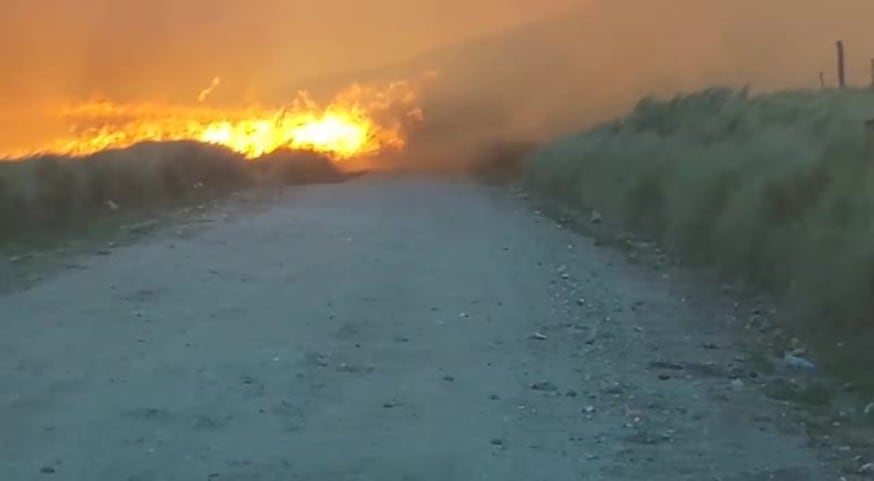 Así rescataron a dos perros del incendio