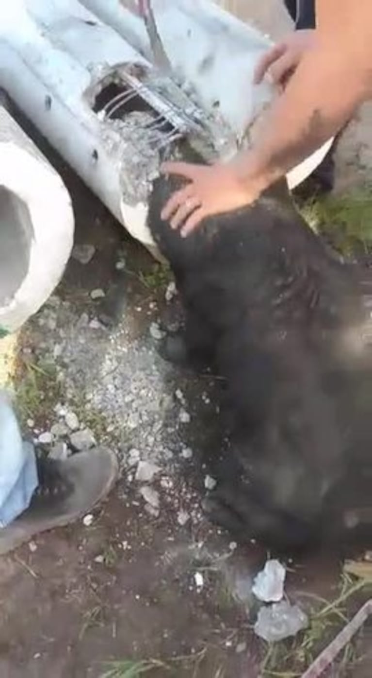 Una perra quedó atrapada en un tubo de cemento