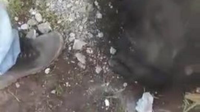 Una perra quedó atrapada en un tubo de cemento