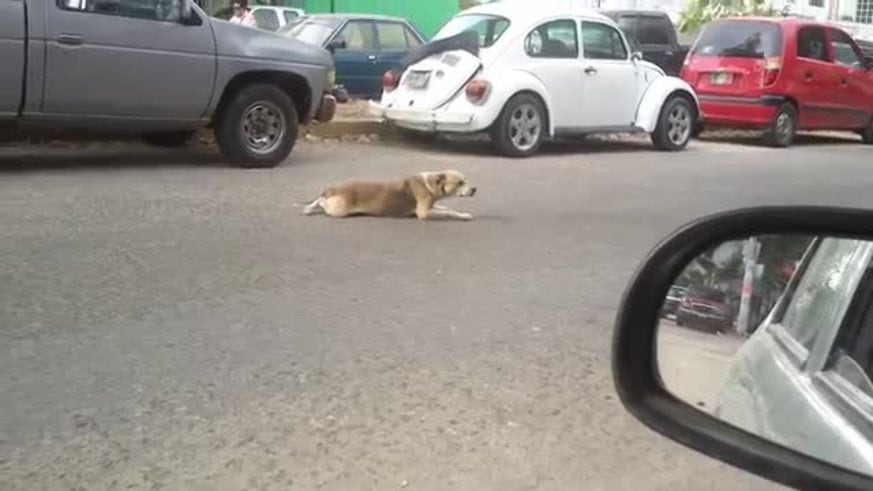 Otro video de perro que simula ser inválido