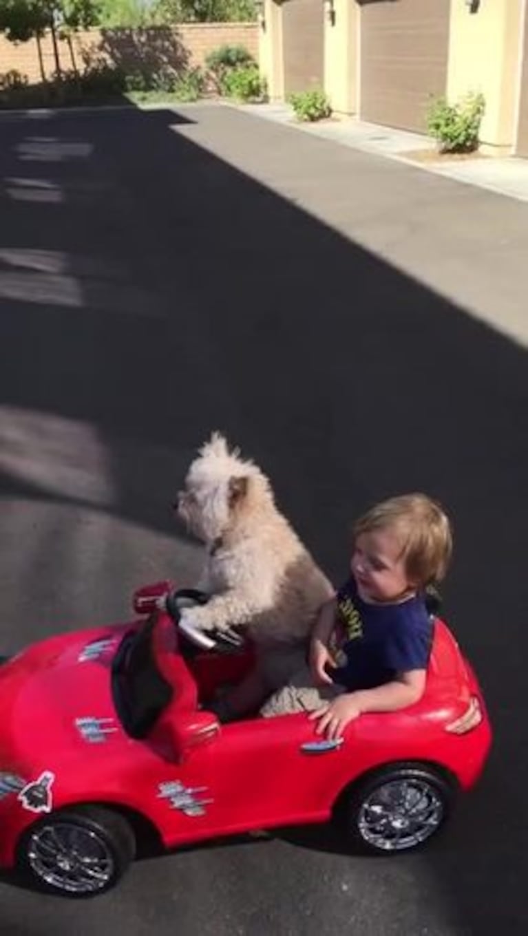 El perro que pasea a un bebé en auto