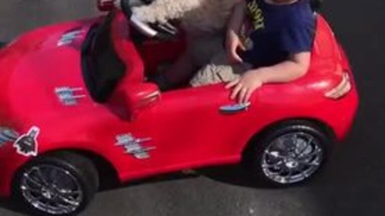 El perro que pasea a un bebé en auto