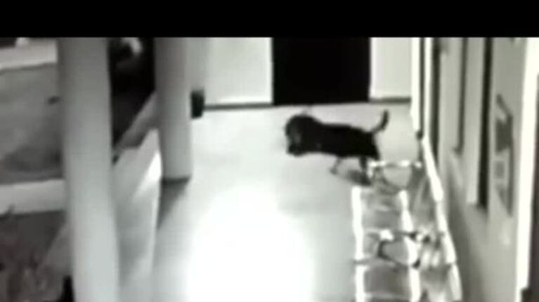 Una perra heroína salvó a su cachorro