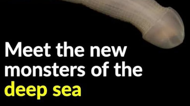 Las raras especies marinas en Australia