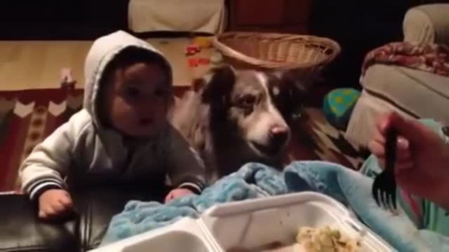 El perro que dice mamá