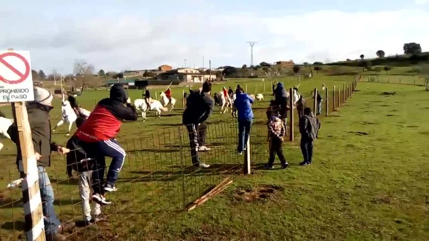 Impresionante cogida de toros en Ciudad Rodrigo