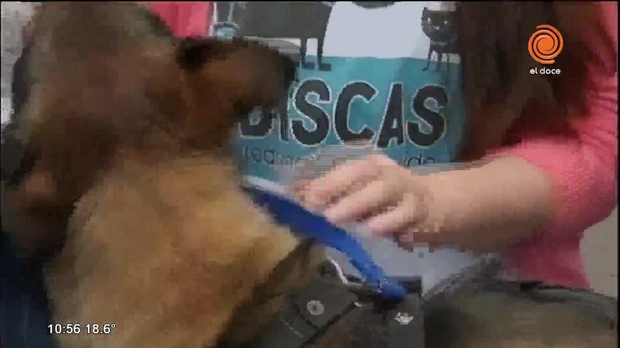 Evento a beneficio de proteccionistas de perros