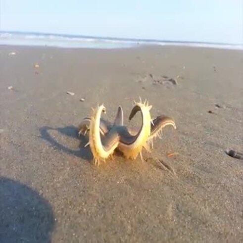 El andar de la estrella de mar sobre la playa