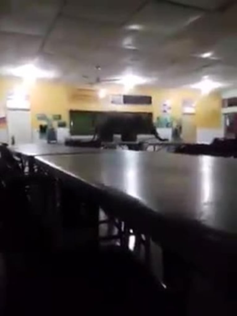 Un elefante en una escuela