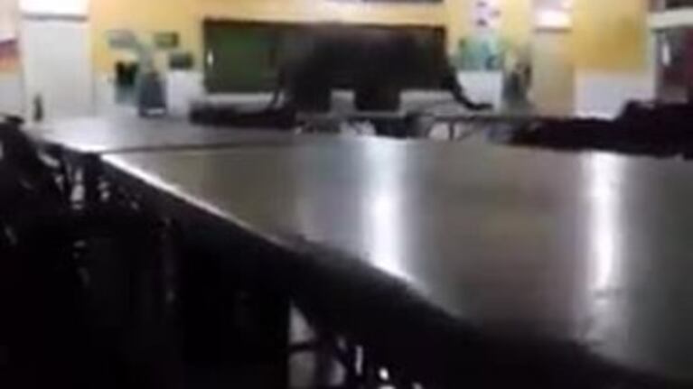 Un elefante en una escuela