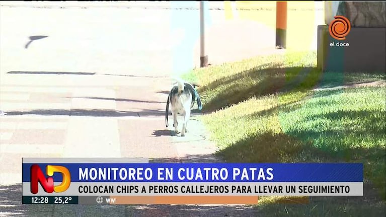 Perros monitoreados con chip