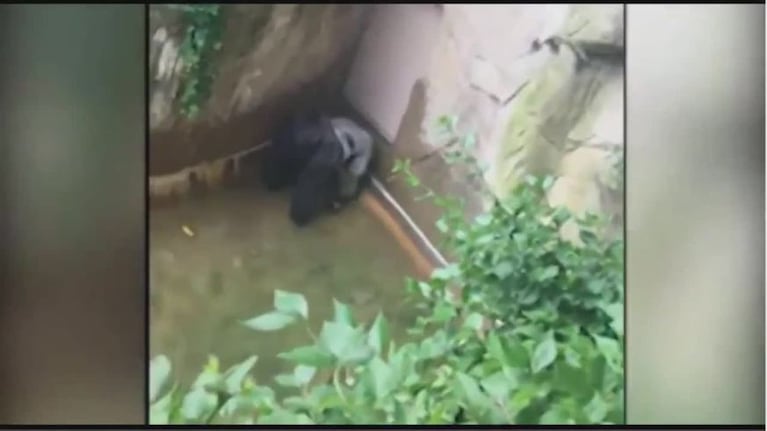 Gorila asesinado para proteger a un niño