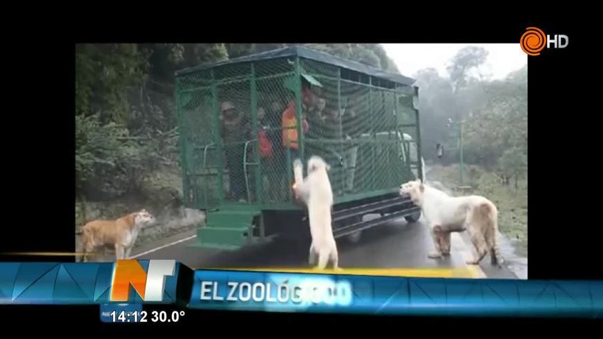 El zoológico que encierra a humanos y libera animales